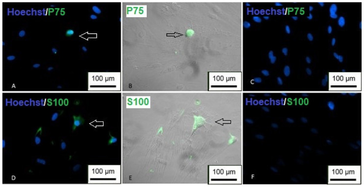 Figure 24