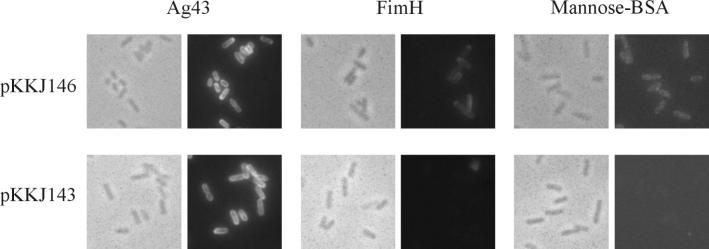 FIG. 7.