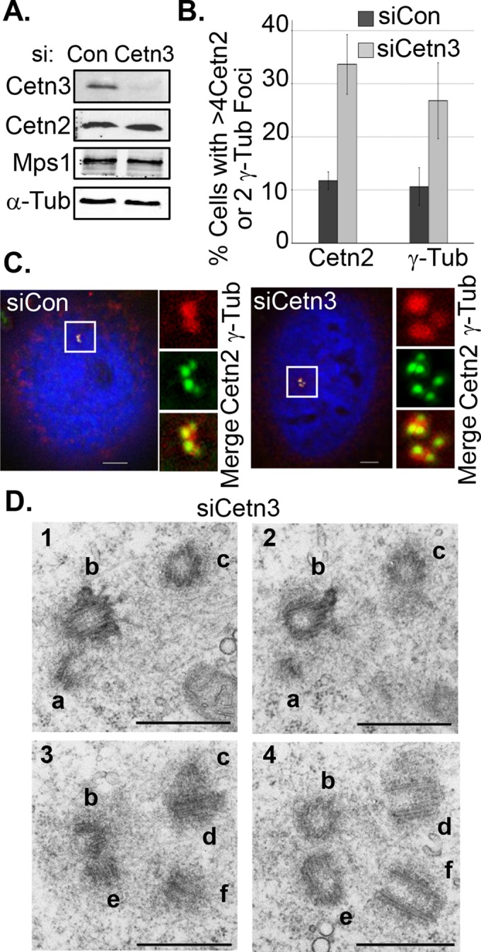 FIGURE 6: