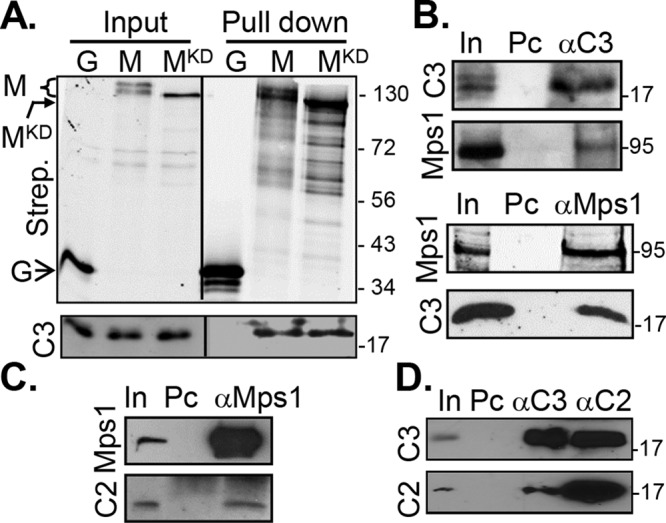 FIGURE 4: