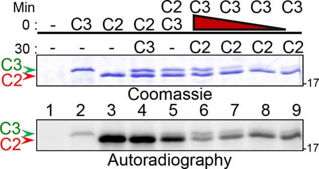 FIGURE 2: