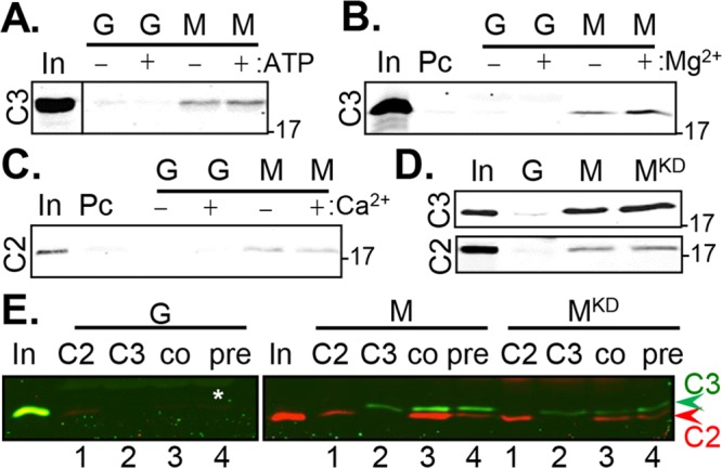 FIGURE 3: