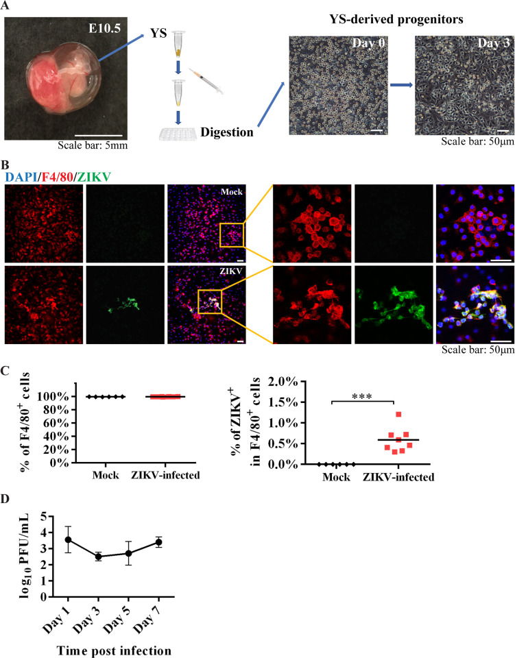 Fig 6