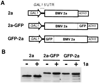 FIG. 1