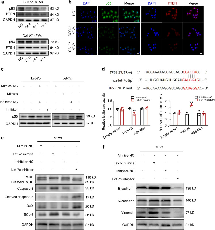 Cancer cells corrupt normal epithelial cells through miR-let-7c-rich ...