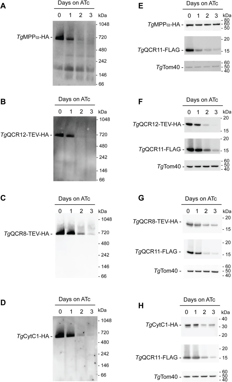 Fig 6