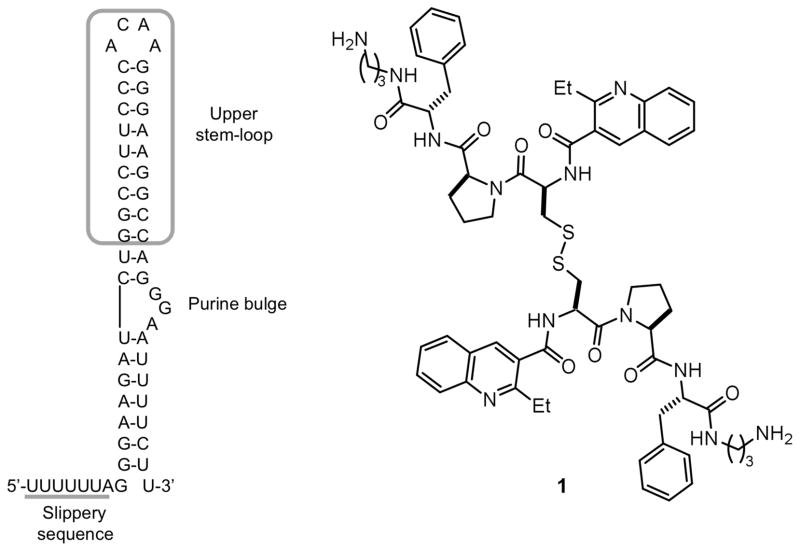 Strategies for Recognition of Stem-loop RNA Structures by Synthetic ...