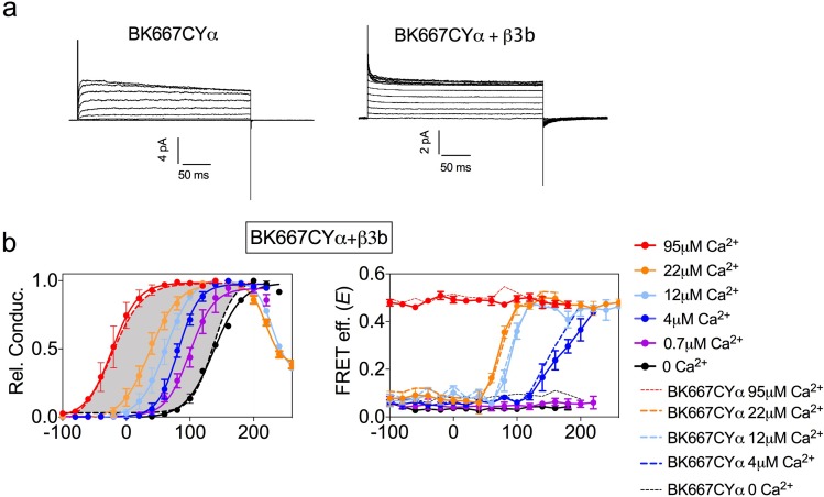 Figure 3—figure supplement 1.