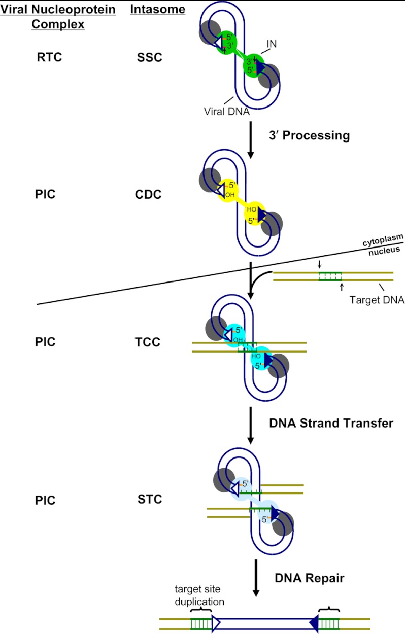 FIGURE 1.