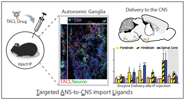 graphic file with name nihms-1579582-f0001.jpg