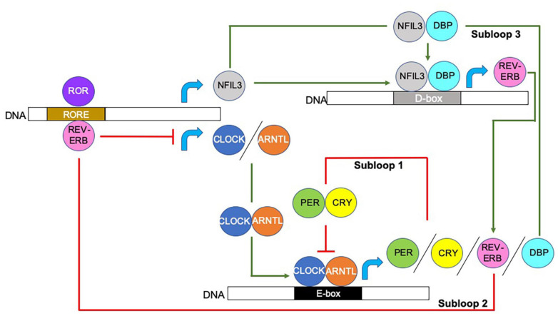 FIGURE 1