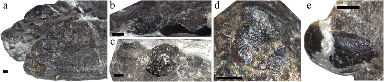 Fig. 8