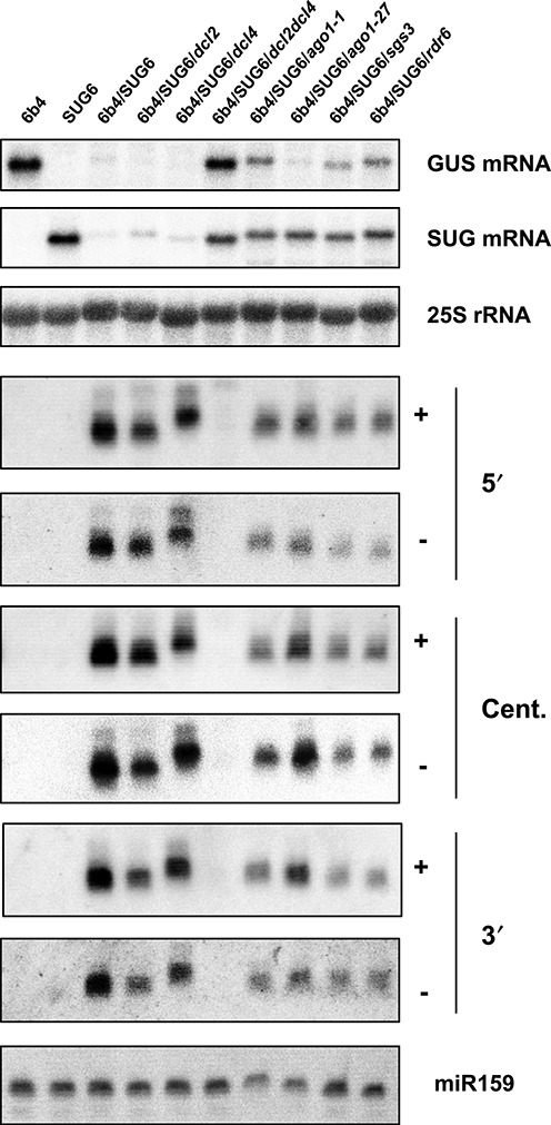 Figure 3.