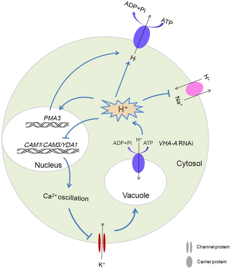 Figure 11