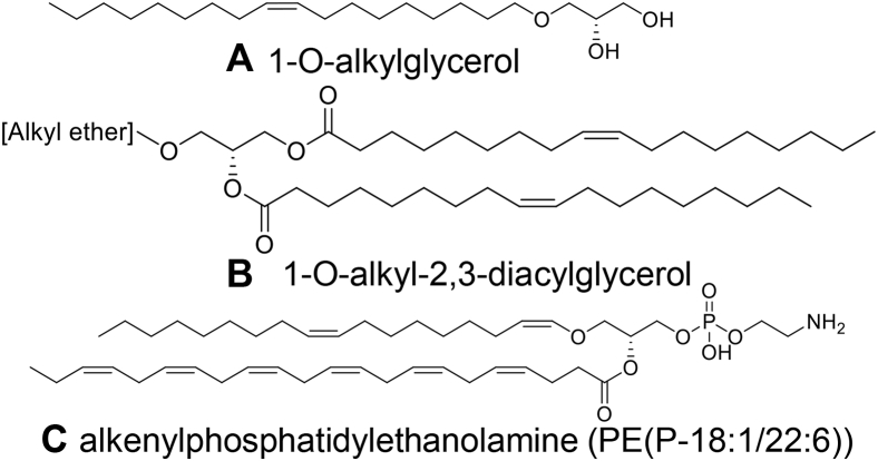 Fig. 1