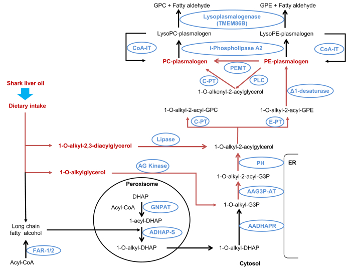 Fig. 2