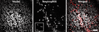 Figure 7—figure supplement 1.