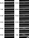 Figure 1—figure supplement 1.