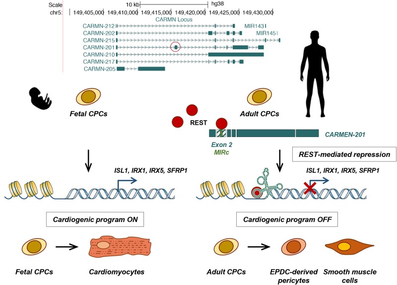 Graphical Abstract