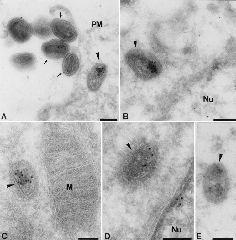 FIG. 7.