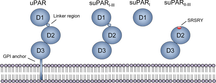 Figure 2