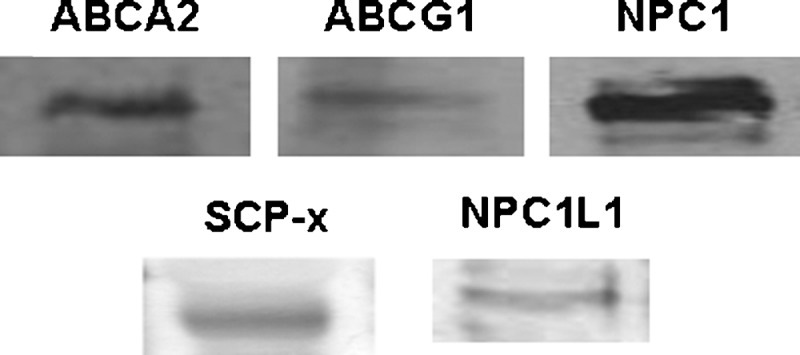 Fig. 7.