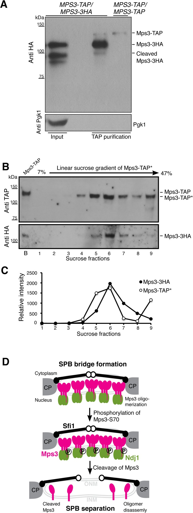 Fig 8