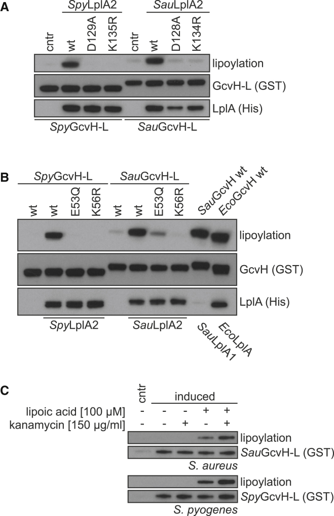 Figure 2