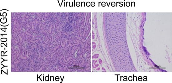 Supplementary Fig. 2