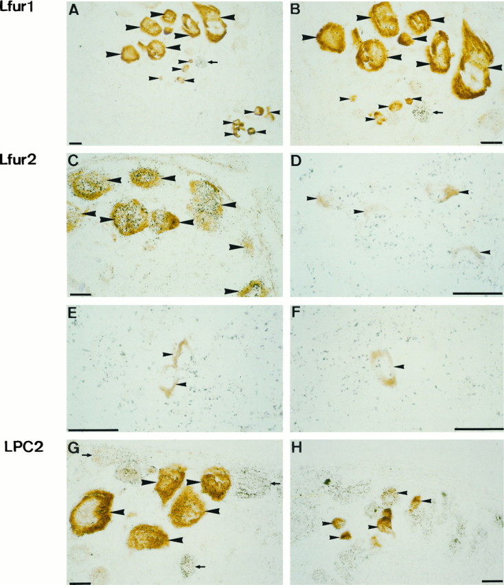 Fig. 9.