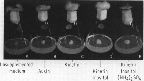 graphic file with name pnas00233-0089-a.jpg