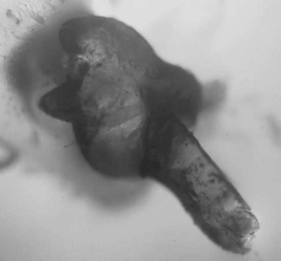 Fig. 5