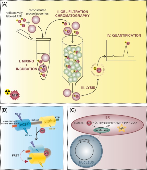 BRV-12469-FIG-0002-c