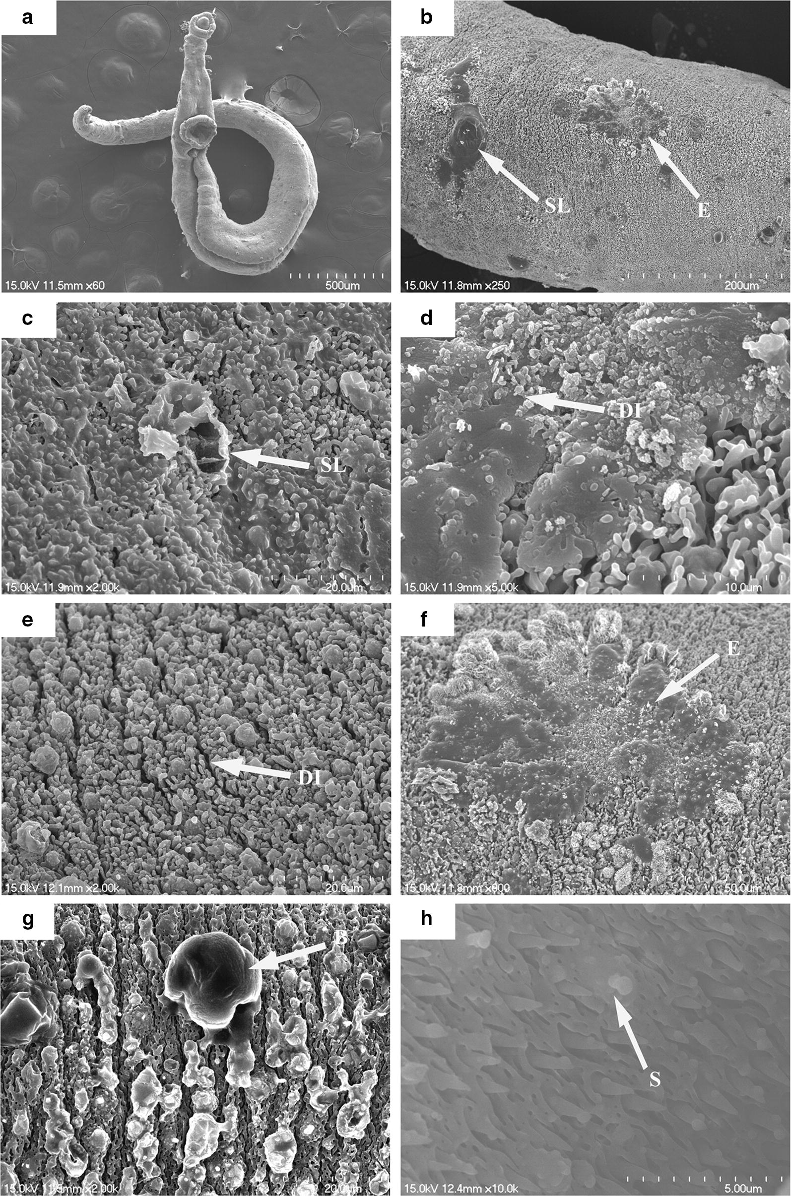 Fig. 6