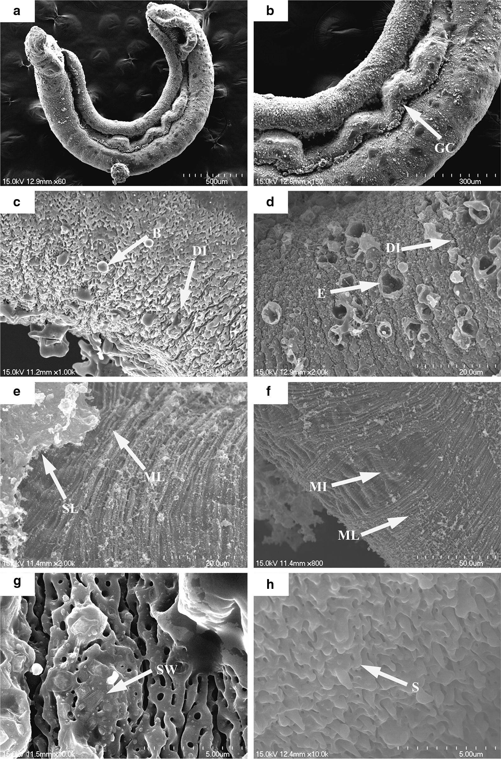 Fig. 5