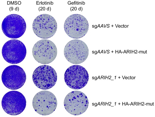 Figure 5—figure supplement 1.