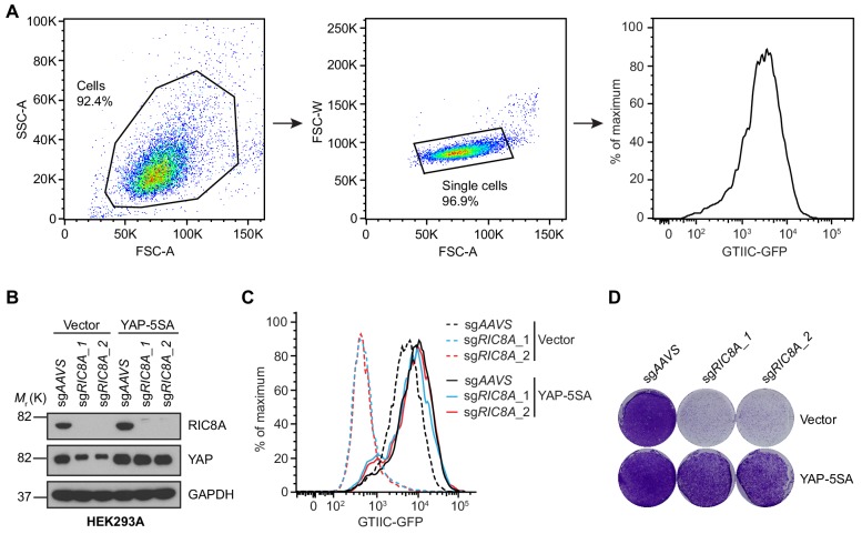 Figure 4—figure supplement 1.