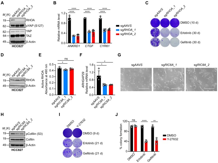 Figure 4—figure supplement 2.