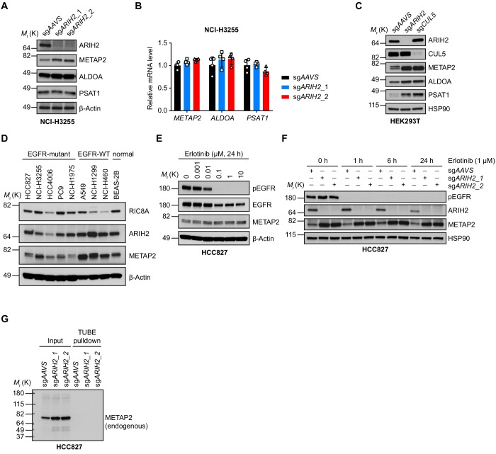 Figure 6—figure supplement 1.