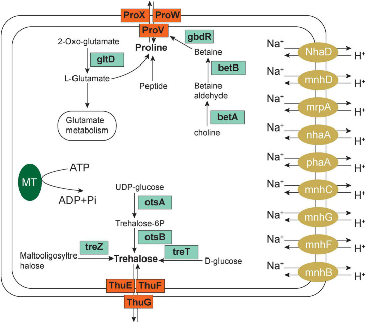 FIGURE 6