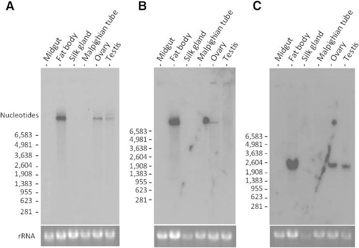 Fig. 7.