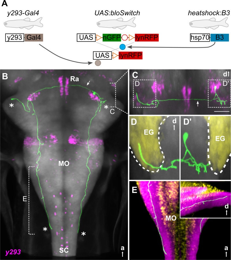 Fig 4