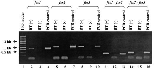 FIG. 2.