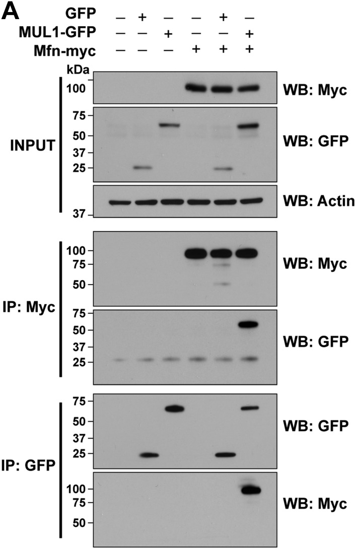 Figure 3—figure supplement 1.