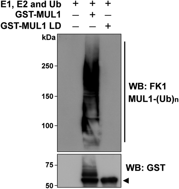 Figure 1—figure supplement 1.