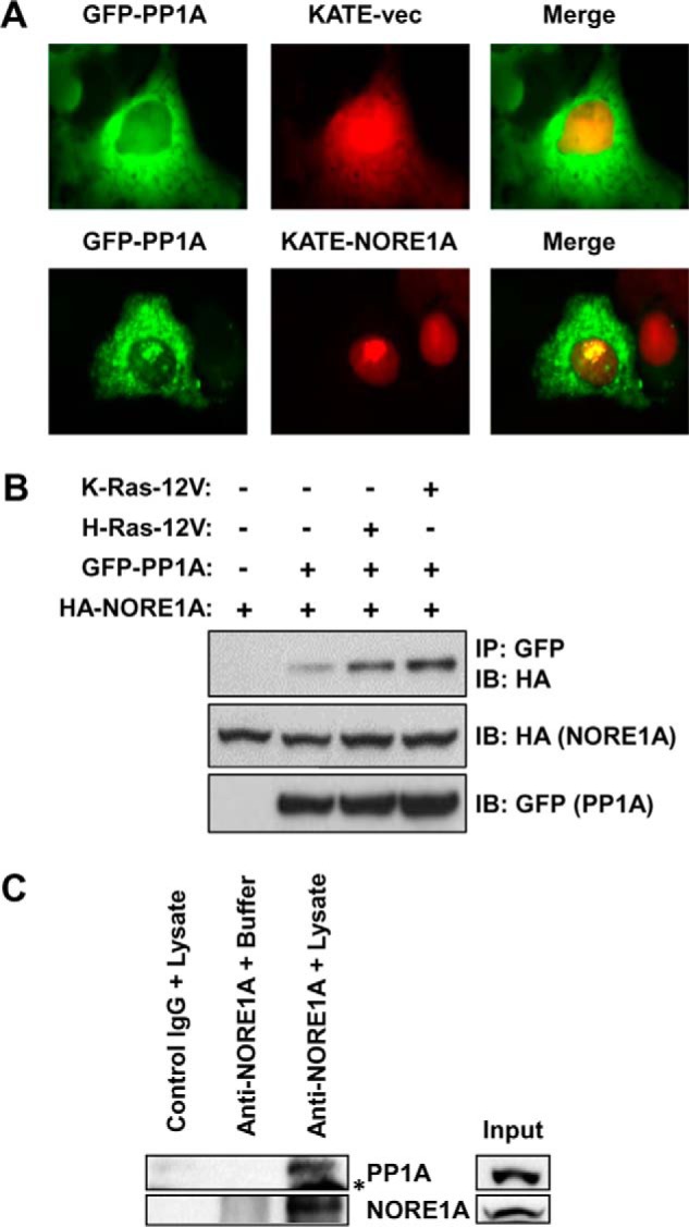 FIGURE 1.