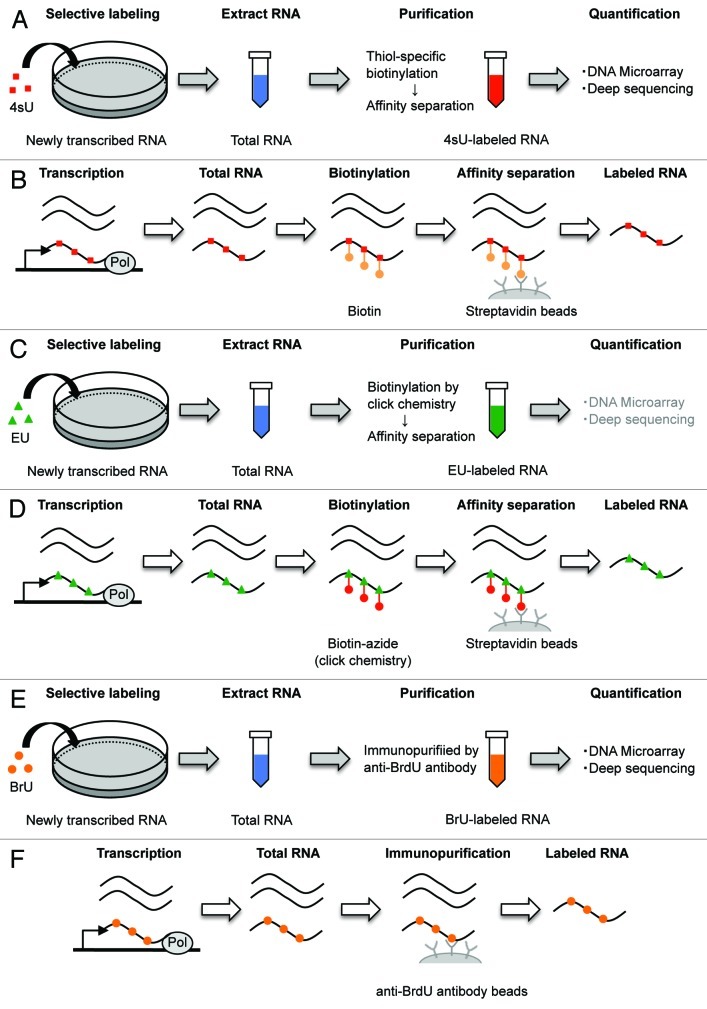 graphic file with name rna-9-1233-g2.jpg