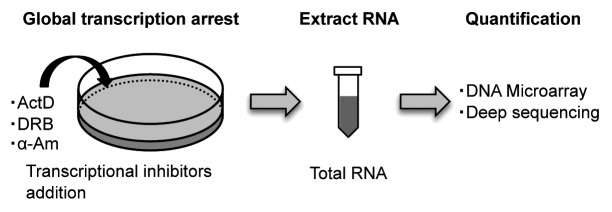 graphic file with name rna-9-1233-g1.jpg