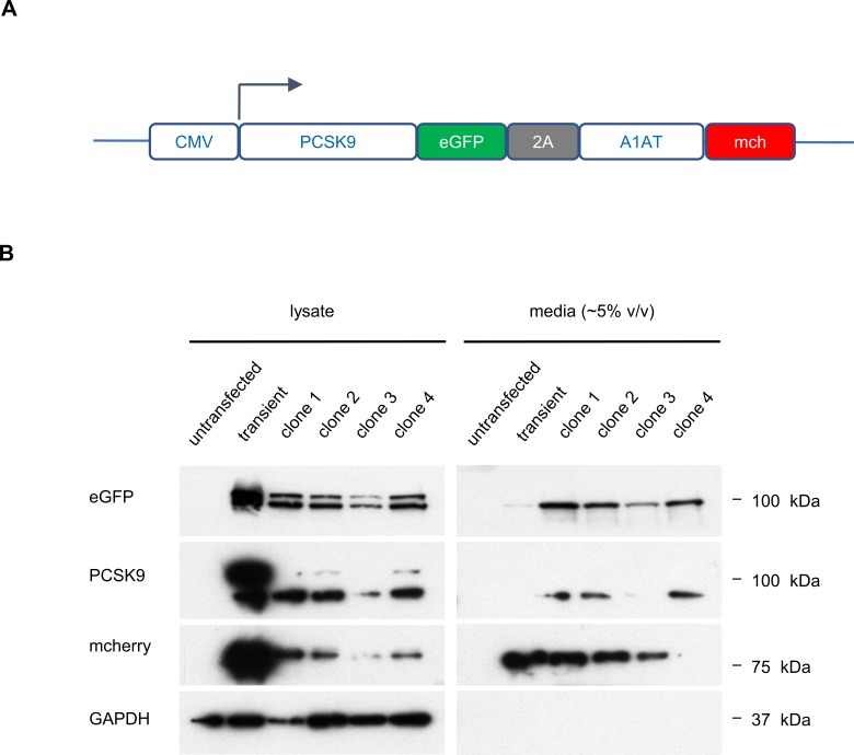 Figure 2—figure supplement 1.