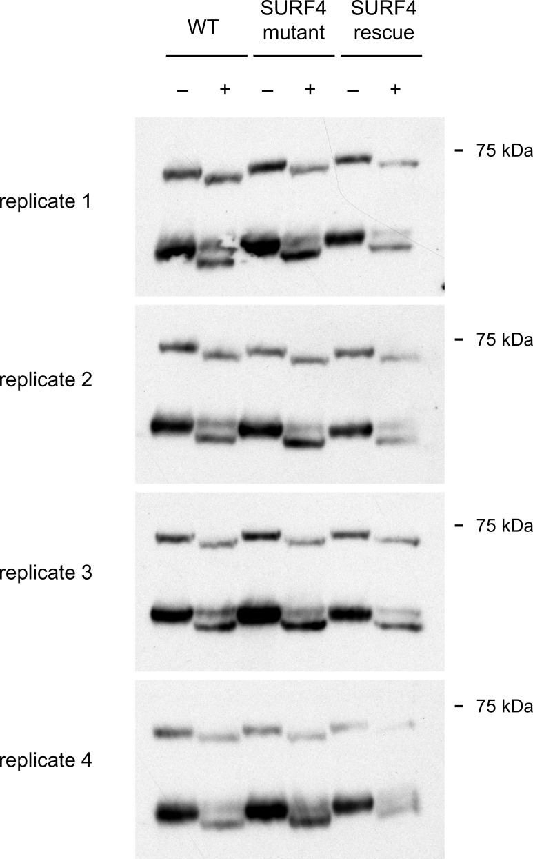 Figure 5—figure supplement 2.